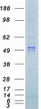 GSK3A / GSK3 Alpha Protein - Purified recombinant protein GSK3A was analyzed by SDS-PAGE gel and Coomassie Blue Staining