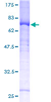 GSK3B / GSK3 Beta Protein - 12.5% SDS-PAGE of human GSK3B stained with Coomassie Blue