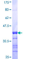 GSK3B / GSK3 Beta Protein - 12.5% SDS-PAGE Stained with Coomassie Blue.