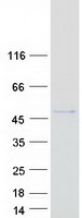 GSK3B / GSK3 Beta Protein - Purified recombinant protein GSK3B was analyzed by SDS-PAGE gel and Coomassie Blue Staining