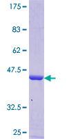 GSKIP / C14orf129 Protein - 12.5% SDS-PAGE of human C14orf129 stained with Coomassie Blue