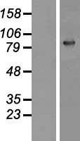 GSN / Gelsolin Protein - Western validation with an anti-DDK antibody * L: Control HEK293 lysate R: Over-expression lysate