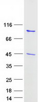 GSN / Gelsolin Protein - Purified recombinant protein GSN was analyzed by SDS-PAGE gel and Coomassie Blue Staining