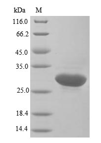 GSPT1 Protein - (Tris-Glycine gel) Discontinuous SDS-PAGE (reduced) with 5% enrichment gel and 15% separation gel.
