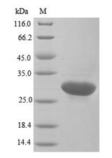 GSPT1 Protein - (Tris-Glycine gel) Discontinuous SDS-PAGE (reduced) with 5% enrichment gel and 15% separation gel.