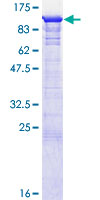 GSPT1 Protein - 12.5% SDS-PAGE of human GSPT1 stained with Coomassie Blue