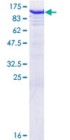 GSPT2 Protein - 12.5% SDS-PAGE of human GSPT2 stained with Coomassie Blue