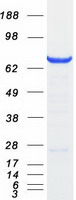 GSPT2 Protein - Purified recombinant protein GSPT2 was analyzed by SDS-PAGE gel and Coomassie Blue Staining