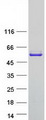 GSR / Glutathione Reductase Protein - Purified recombinant protein GSR was analyzed by SDS-PAGE gel and Coomassie Blue Staining