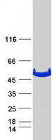 GSS / Glutathione Synthetase Protein - Purified recombinant protein GSS was analyzed by SDS-PAGE gel and Coomassie Blue Staining