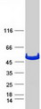 GSS / Glutathione Synthetase Protein - Purified recombinant protein GSS was analyzed by SDS-PAGE gel and Coomassie Blue Staining