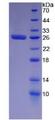 GSTA2 Protein - Recombinant Glutathione S Transferase Alpha 2 By SDS-PAGE