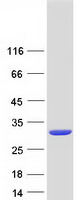 GSTA3 Protein - Purified recombinant protein GSTA3 was analyzed by SDS-PAGE gel and Coomassie Blue Staining
