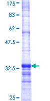 GSTA4 Protein - 12.5% SDS-PAGE Stained with Coomassie Blue.