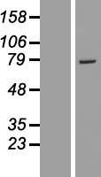 GSTCD Protein - Western validation with an anti-DDK antibody * L: Control HEK293 lysate R: Over-expression lysate