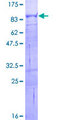 GSTCD Protein - 12.5% SDS-PAGE of human GSTCD stained with Coomassie Blue