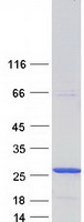 GSTK1 Protein - Purified recombinant protein GSTK1 was analyzed by SDS-PAGE gel and Coomassie Blue Staining