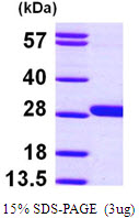 GSTM4-4 / GSTM4 Protein