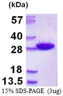 GSTM5-5 / GSTM5 Protein