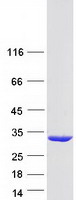 GSTM5-5 / GSTM5 Protein - Purified recombinant protein GSTM5 was analyzed by SDS-PAGE gel and Coomassie Blue Staining