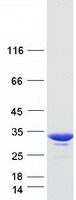 GSTO1 Protein - Purified recombinant protein GSTO1 was analyzed by SDS-PAGE gel and Coomassie Blue Staining