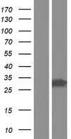 GSTT1 Protein - Western validation with an anti-DDK antibody * L: Control HEK293 lysate R: Over-expression lysate