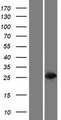 GSTT2B Protein - Western validation with an anti-DDK antibody * L: Control HEK293 lysate R: Over-expression lysate