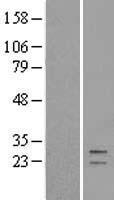 GT335 / ES1 Protein - Western validation with an anti-DDK antibody * L: Control HEK293 lysate R: Over-expression lysate
