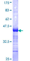 GTF2A1L / ALF Protein - 12.5% SDS-PAGE Stained with Coomassie Blue.