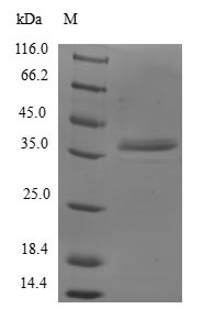 GTF2A2 / TFIIA Protein - (Tris-Glycine gel) Discontinuous SDS-PAGE (reduced) with 5% enrichment gel and 15% separation gel.