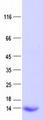 GTF2A2 / TFIIA Protein