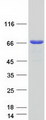 GTF2E1 Protein - Purified recombinant protein GTF2E1 was analyzed by SDS-PAGE gel and Coomassie Blue Staining