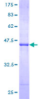 GTF2H2 Protein - 12.5% SDS-PAGE of human GTF2H2 stained with Coomassie Blue