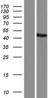 GTF2H2C Protein - Western validation with an anti-DDK antibody * L: Control HEK293 lysate R: Over-expression lysate