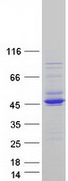GTF2H2C Protein - Purified recombinant protein GTF2H2C was analyzed by SDS-PAGE gel and Coomassie Blue Staining