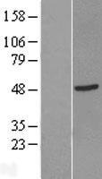 GTF2H2C_2 / GTF2H2D Protein - Western validation with an anti-DDK antibody * L: Control HEK293 lysate R: Over-expression lysate