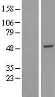 GTF2H4 / TFB2 Protein - Western validation with an anti-DDK antibody * L: Control HEK293 lysate R: Over-expression lysate