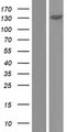 GTF2IRD2 Protein - Western validation with an anti-DDK antibody * L: Control HEK293 lysate R: Over-expression lysate