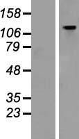 GTF3 / GTF2IRD1 Protein - Western validation with an anti-DDK antibody * L: Control HEK293 lysate R: Over-expression lysate