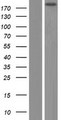 GTF3C1 Protein - Western validation with an anti-DDK antibody * L: Control HEK293 lysate R: Over-expression lysate