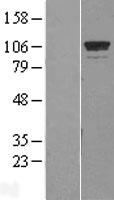 GTF3C2 Protein - Western validation with an anti-DDK antibody * L: Control HEK293 lysate R: Over-expression lysate