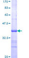 GTF3C4 Protein - 12.5% SDS-PAGE Stained with Coomassie Blue.