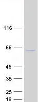 GTF3C5 Protein - Purified recombinant protein GTF3C5 was analyzed by SDS-PAGE gel and Coomassie Blue Staining