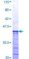 GTPBP1 / GP1 Protein - 12.5% SDS-PAGE Stained with Coomassie Blue.