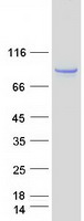 GTPBP1 / GP1 Protein - Purified recombinant protein GTPBP1 was analyzed by SDS-PAGE gel and Coomassie Blue Staining