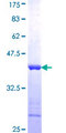 GTPBP2 Protein - 12.5% SDS-PAGE Stained with Coomassie Blue.