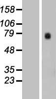 GTPBP4 Protein - Western validation with an anti-DDK antibody * L: Control HEK293 lysate R: Over-expression lysate