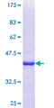 GTPBP6 Protein - 12.5% SDS-PAGE Stained with Coomassie Blue.