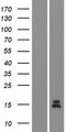 GUCA2A / Guanylin Protein - Western validation with an anti-DDK antibody * L: Control HEK293 lysate R: Over-expression lysate