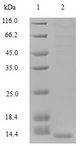 GUCA2B / Uroguanylin Protein - (Tris-Glycine gel) Discontinuous SDS-PAGE (reduced) with 5% enrichment gel and 15% separation gel.